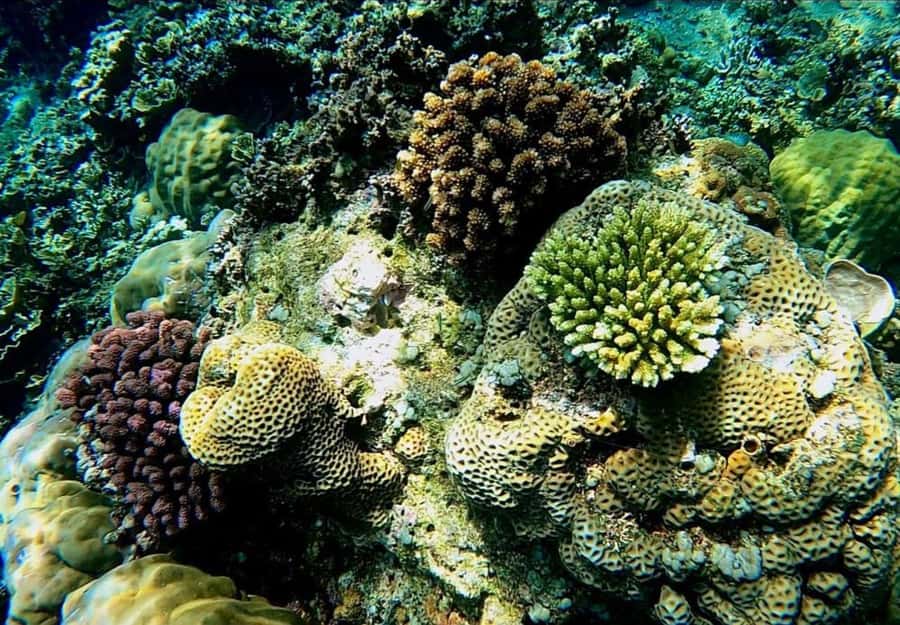 Bali: Amed, Jemeluk & Lipah Beach Snorkeling Adventure - Jemeluk Bay: Where You’ll Spend Time With Reef Life and Turtles