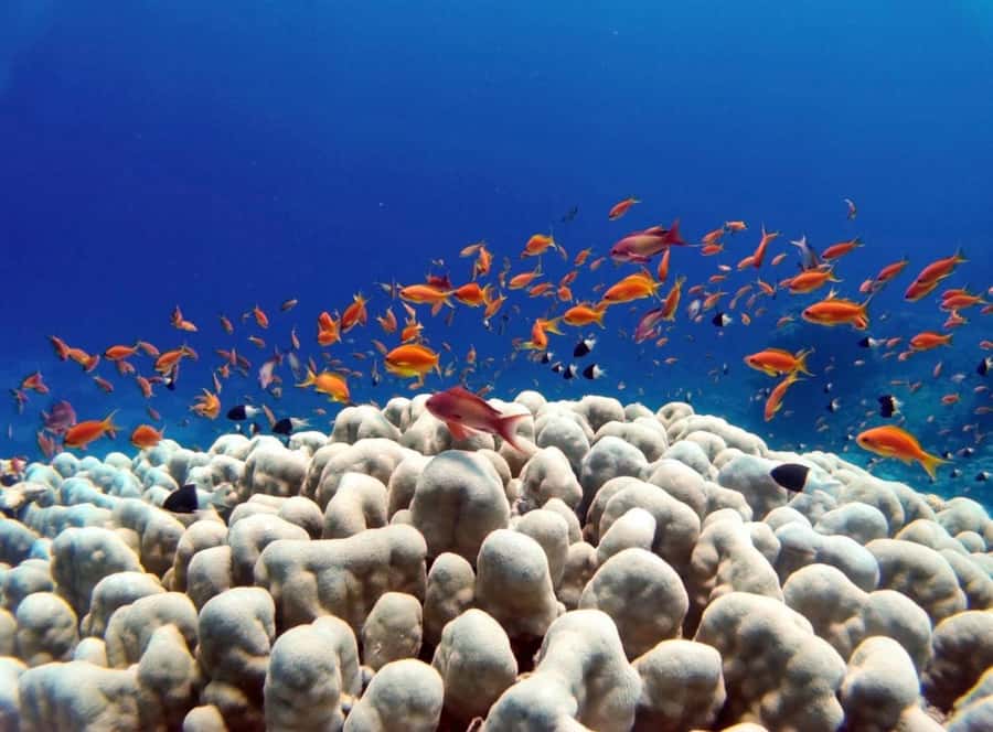 Bali/Amed: Underwater Temple Snorkeling Experience - Tirta Gangga and Virgin Beach: why the land stops make the tour feel more complete
