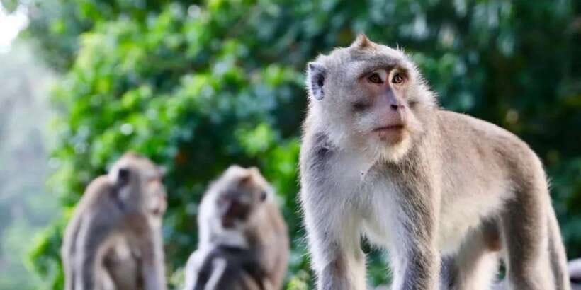 Bali: ATV Gorilla Cave, Ubud Monkey Forest, & Waterfall Tour - Should You Book It?