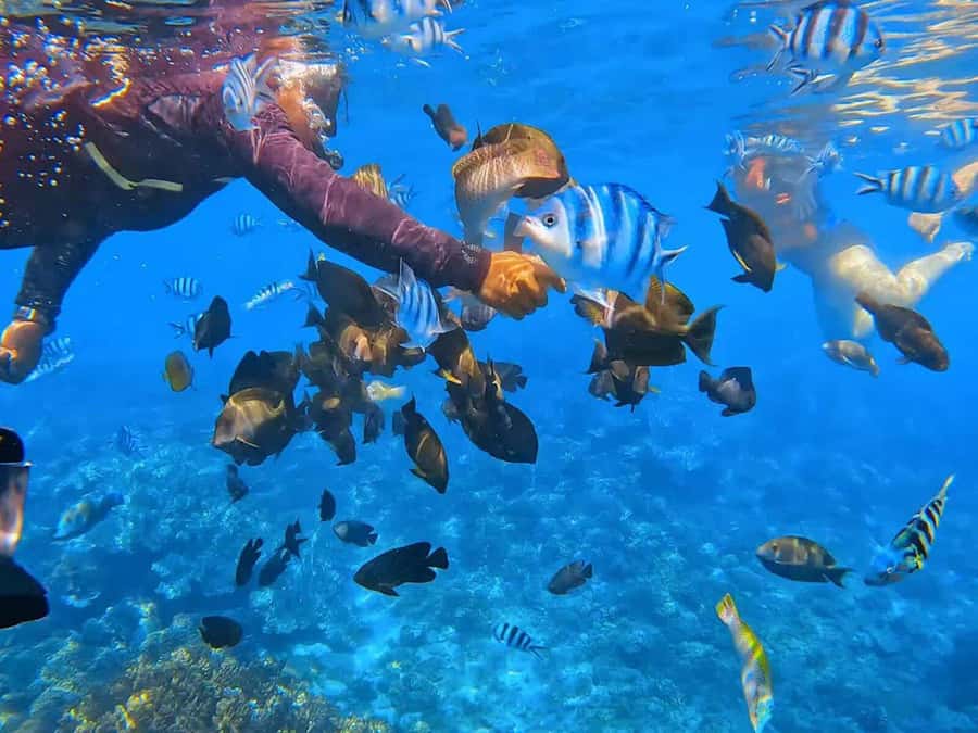 Bali: ATV Ride and Snorkeling Tour with Hotel Transfer - From Hotel Pickup to Silakarang Dirt Tracks