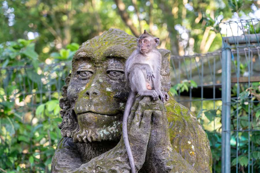 Bali: ATV, Water Rafting, and Monkey Forest Tour - Who this tour suits best, and who should skip it
