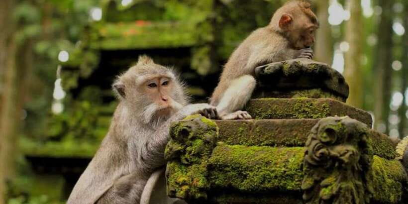 Bali: Bali Swing, Monkey Forest, Rice Terrace, Waterfall - Key highlights you will actually feel