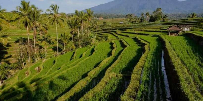 Bali: Bali Swing, Monkey Forest, Rice Terrace, Waterfall - Bali Swing and the colorful photo dress: fun, but plan your expectations