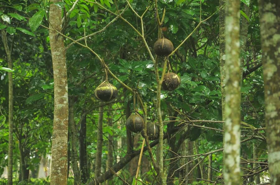 Bali/Batur: Mystical & Burial Rituals Tour with Kehen Temple - Bayung Gede: Hanging Newborn Placentas and Why This Village Still Matters