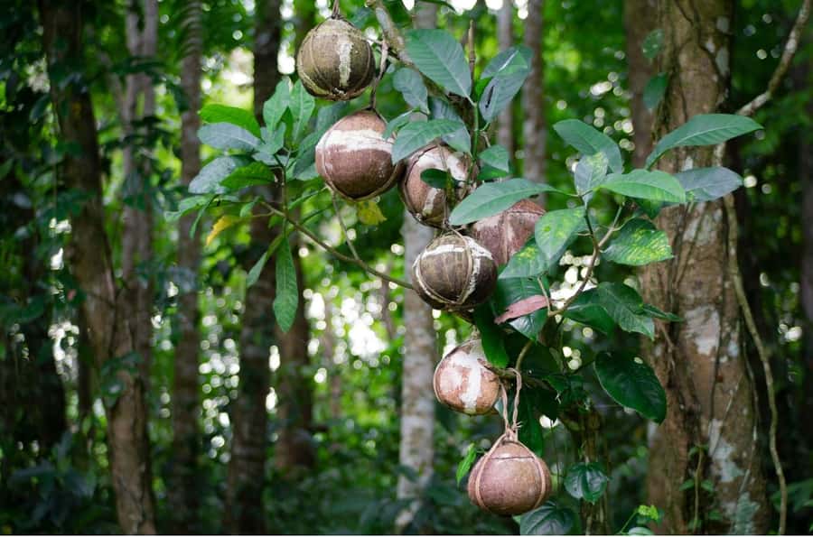 Bali/Batur: Mystical & Burial Rituals Tour with Kehen Temple - Price and Value for $35: What You Get, What You Might Pay Extra