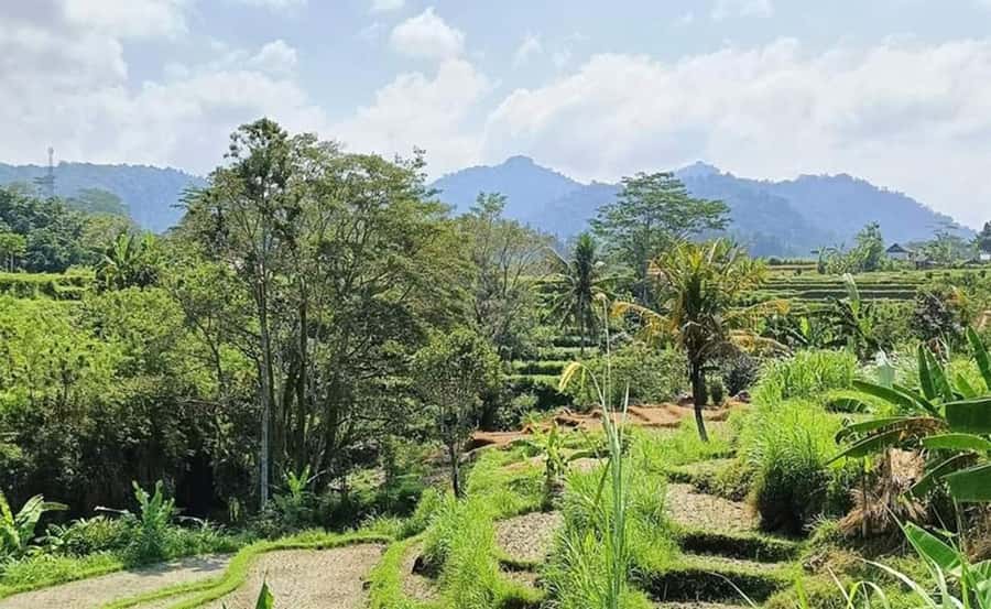 Bali: Besakih Temple and Sidemen Tour - Sidemen Rice Fields and the Feeling of Cooler Air
