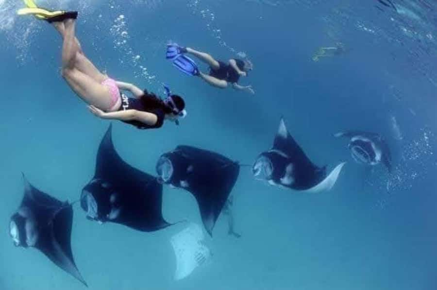 Bali : Best Trip of Nusapenida Island in one day - West-side island day plan: Kelingking, Broken Beach, and Angle Billabong