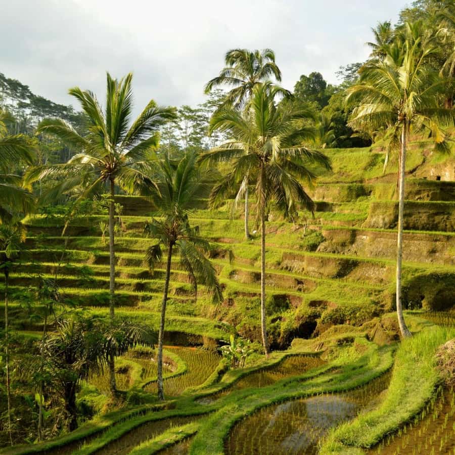 Bali Bliss: Dolphin Lovina Private Expedition - Key Points You Should Know Before You Go