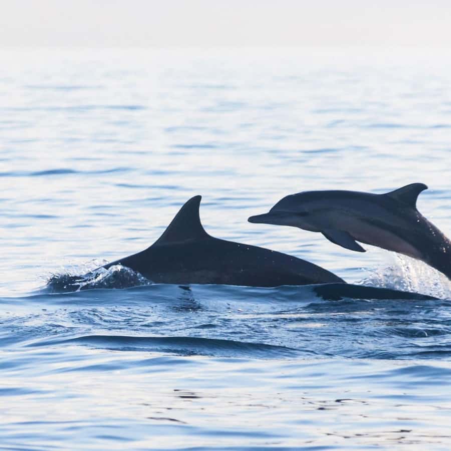 Bali Bliss: Dolphin Lovina Private Expedition - On the Traditional Boat in Lovina, What You Should Expect