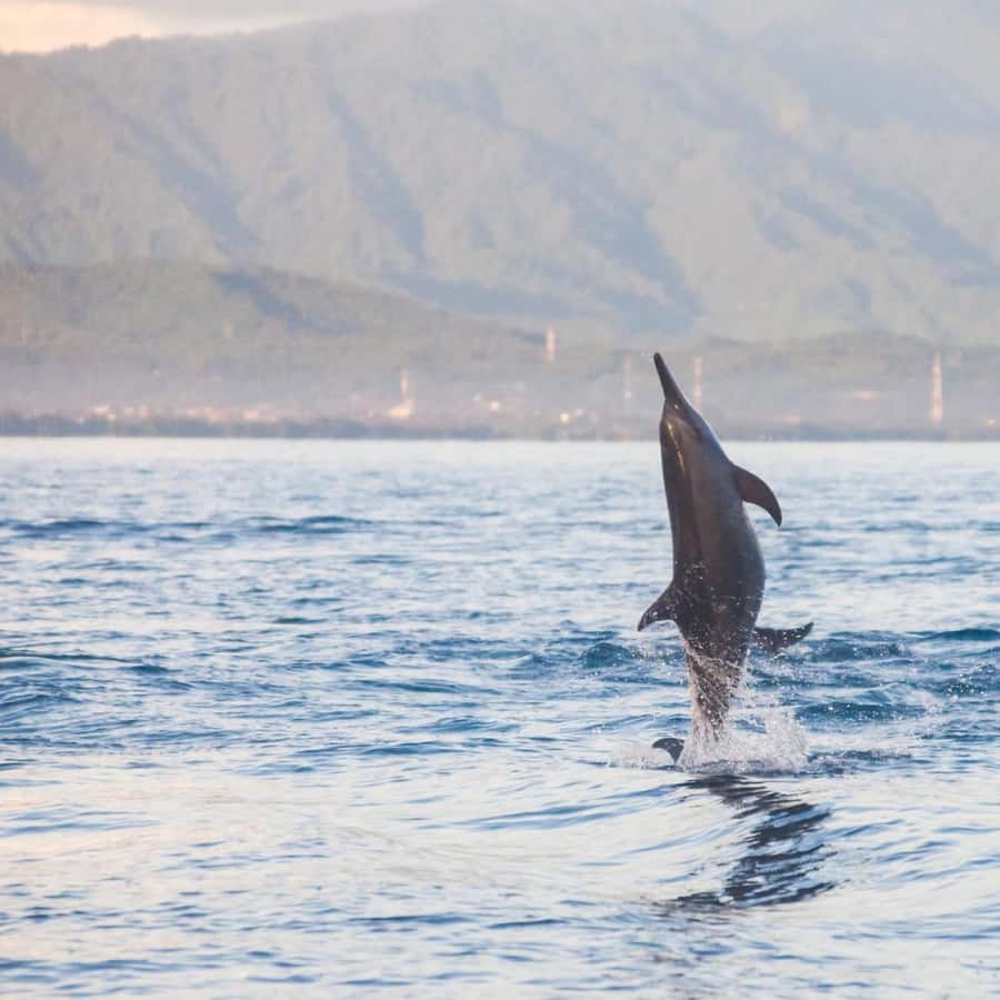 Bali Bliss: Dolphin Lovina Private Expedition - The Two Morning Start Times, and How They Affect Your Day