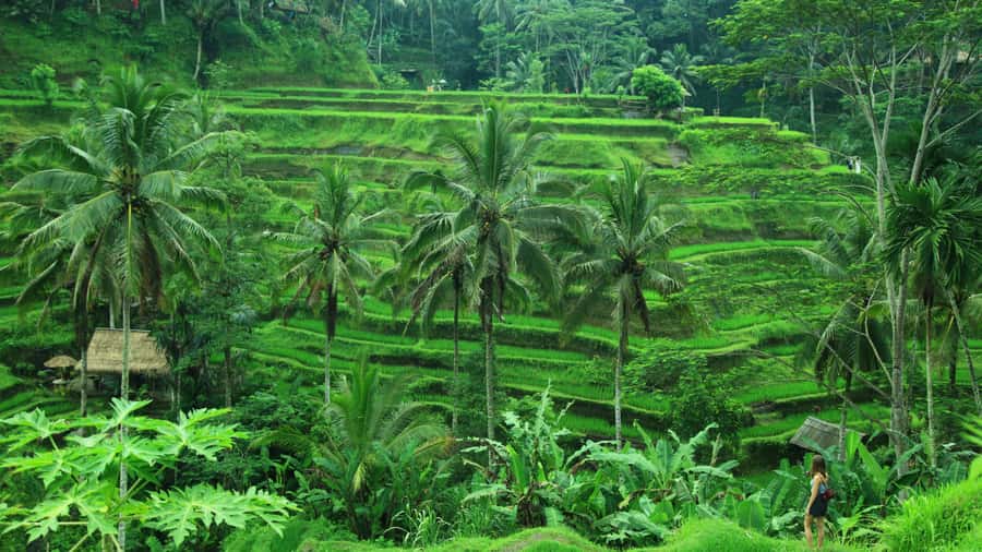 Bali Bliss: Yoga, Floating Breakfast and Rice terrace walk - Price and Value for $49, What You’re Getting for Your Money