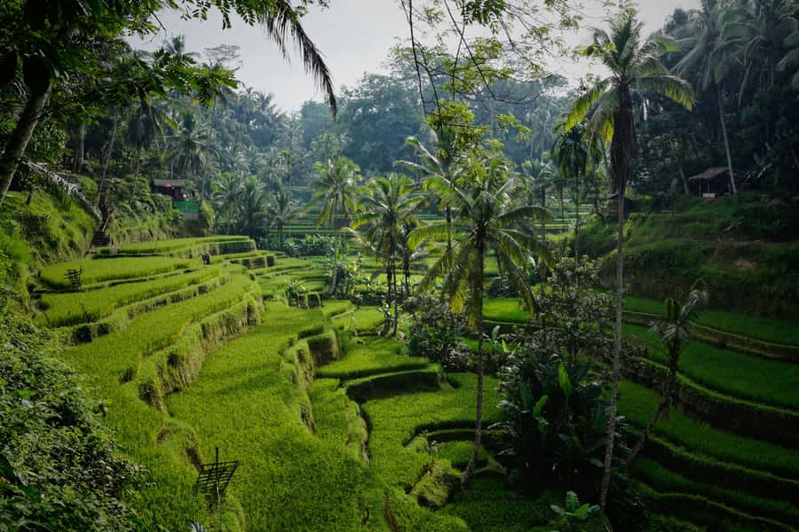 Bali Bliss: Yoga, Floating Breakfast and Rice terrace walk - Who Should Book Bali Bliss, and Who Should Skip It