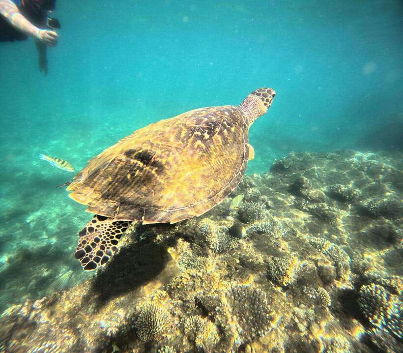 Bali: Blue Lagoon Snorkeling, Waterfall, and Plantation - Two snorkeling bays: how Blue Lagoon and Tanjung Jepun differ