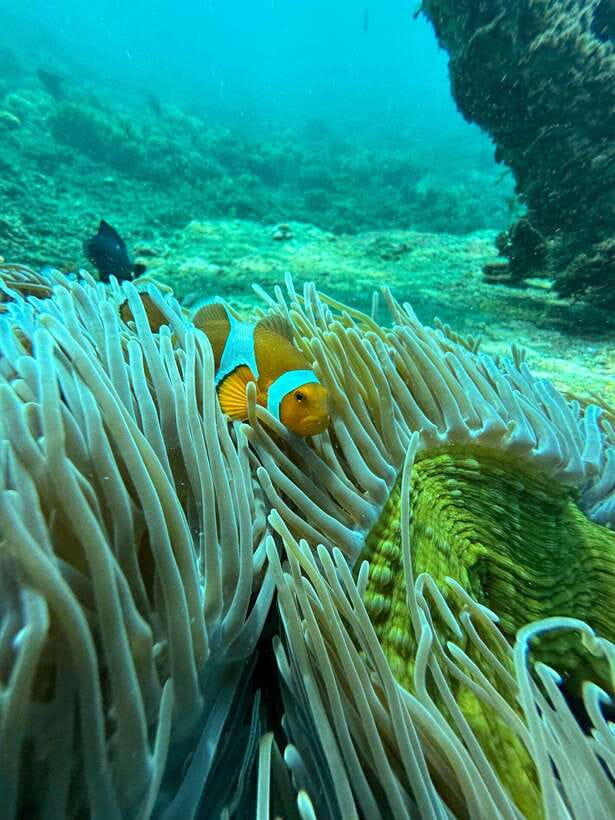 Bali: Blue Lagoon Snorkeling, Waterfall, and Plantation - Pickup and transport across Bali, from Ubud to the beaches