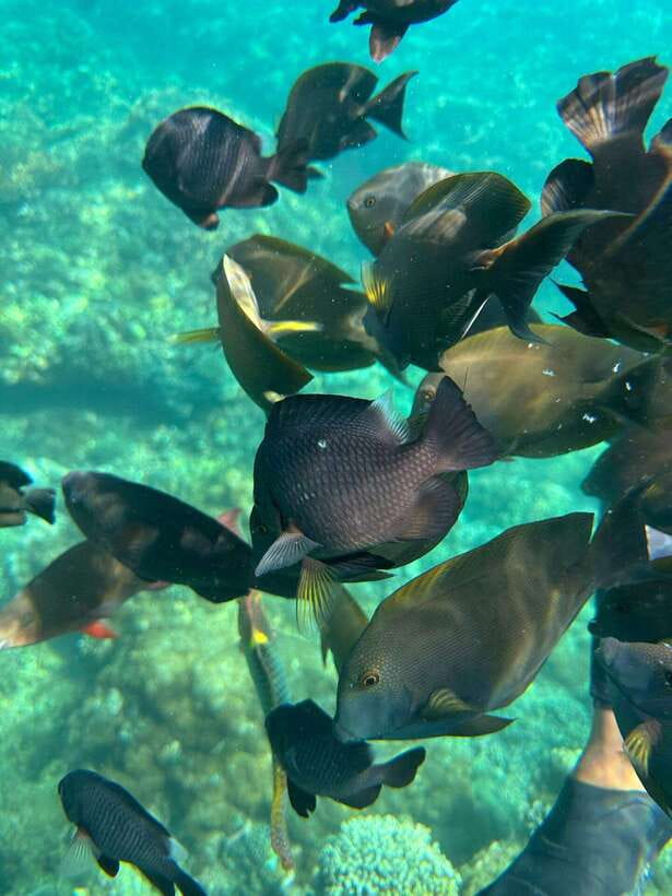 Bali: Blue Lagoon Snorkeling, Waterfall, and Plantation - Price value: is $16 per person a smart deal?
