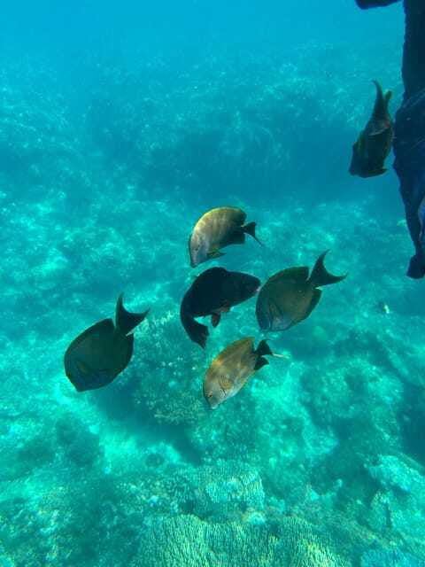 Bali: Blue Lagoon Snorkeling, Waterfall, and Plantation - Should you book Bali Blue Lagoon Snorkeling plus coffee?