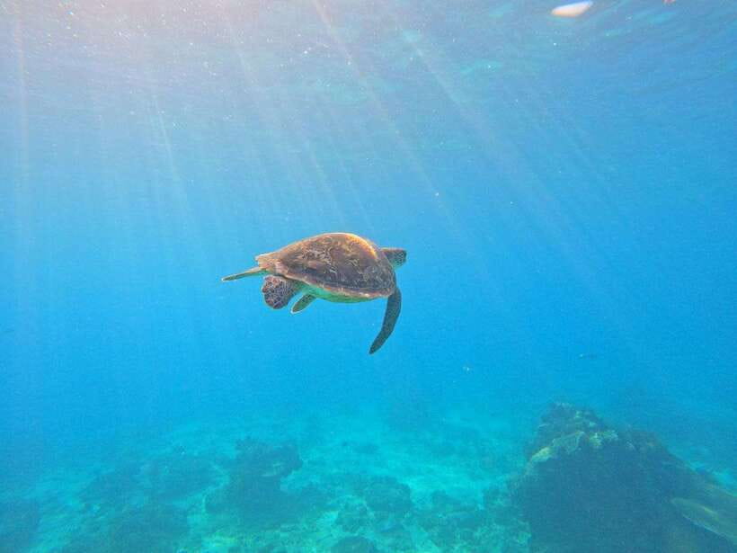 Bali: Blue Lagoon Snorkeling & Waterfall Tour - Blue Lagoon snorkeling: clear water and colorful fish spotting