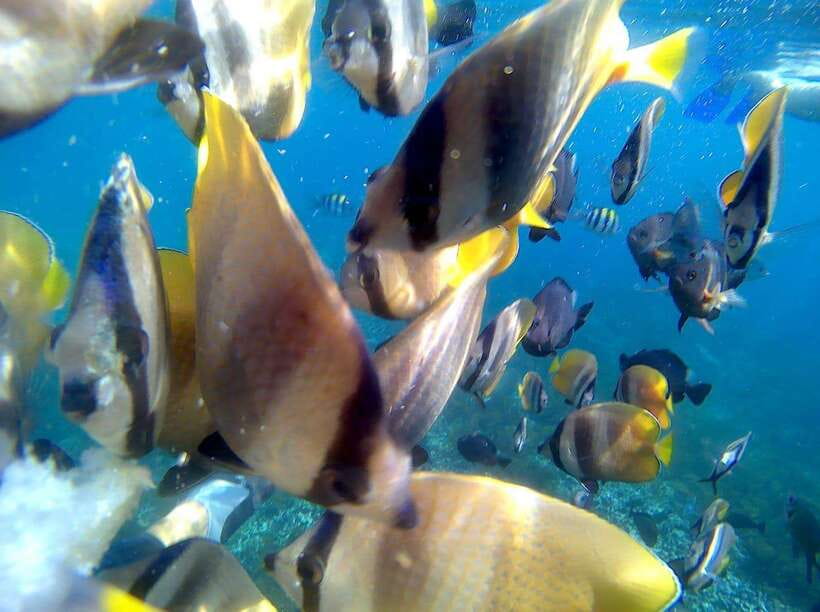 Bali: Blue Lagoon Snorkeling & Waterfall Tour - Price and value at $19: what’s actually included