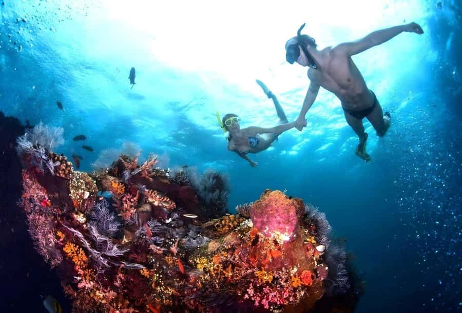 Bali: Blue Lagoon Snorkeling with Lunch & Transport - From hotel pickup to sea life, the real value is the friction-free day