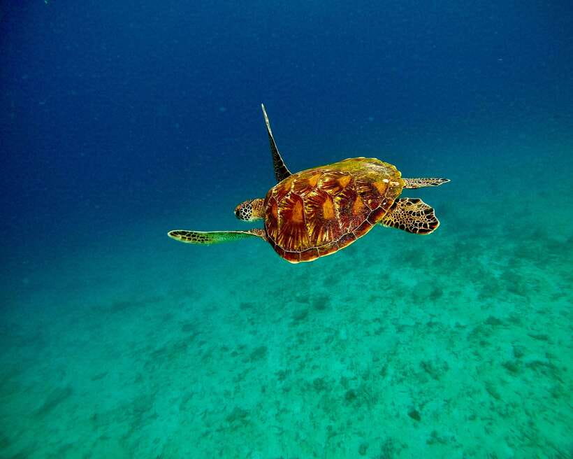 Bali: Blue Lagoon & Tanjung Jepun Snorkeling & lunch - Price and Value: Is $50 a Good Deal for Bali?