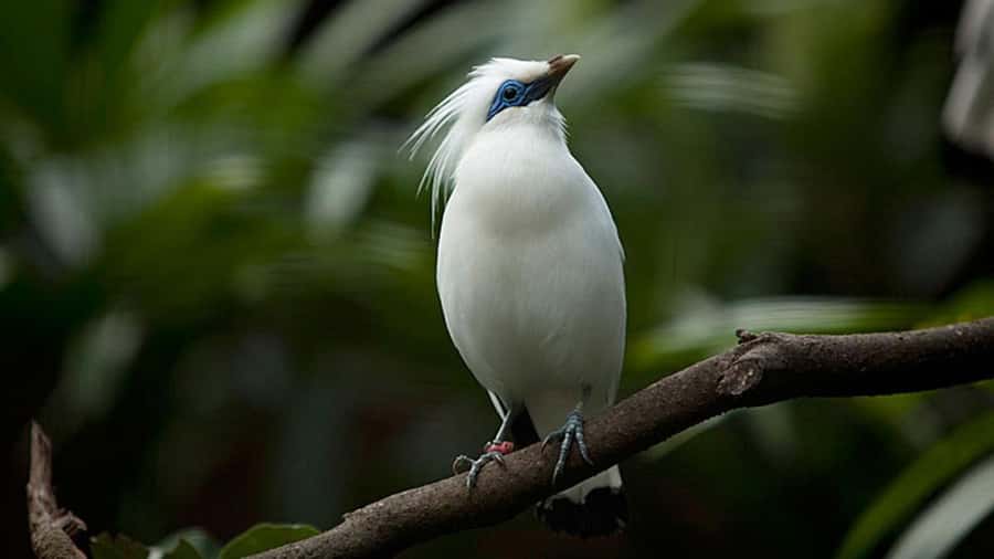 Bali: Countryside Bird Watching Tour with Hotel Transfer - Key moments that make this Ubud bird tour work