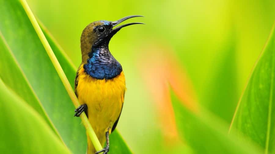 Bali: Countryside Bird Watching Tour with Hotel Transfer - Ubud’s countryside birding, minus the zoo vibe