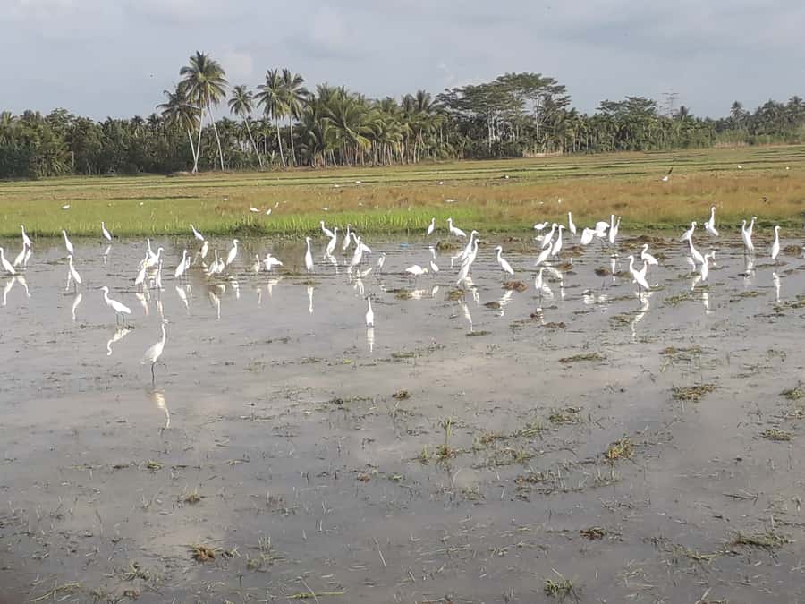 Bali: Countryside Bird Watching Tour with Hotel Transfer - Getting set up: hotel pickup, small groups, and a calm start