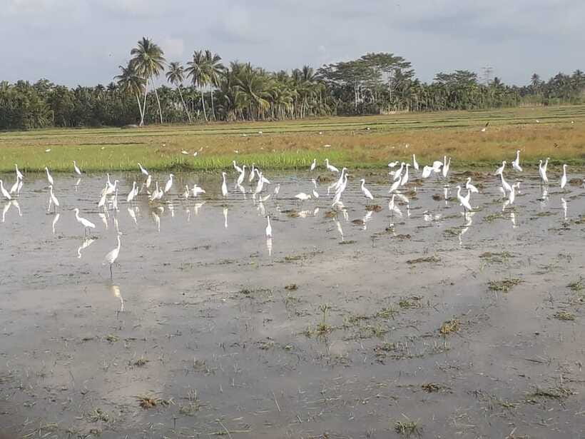 Bali: Countryside Bird Watching Tour with Hotel Transfer - Petulu Village: heron flocks, roosting trees, and patient scanning