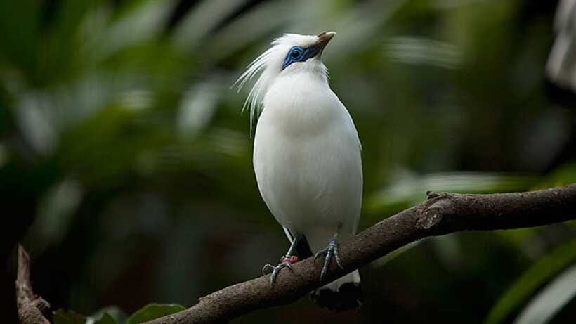 Bali: Countryside Bird Watching Tour with Hotel Transfer - Tjampuhan Ridge: a viewpoint stop for calls and timing