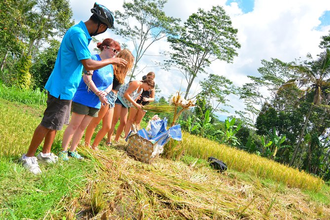 Bali Countryside Cycling Tours - Tegalalang rice terraces: how to plant rice, and how to photograph it