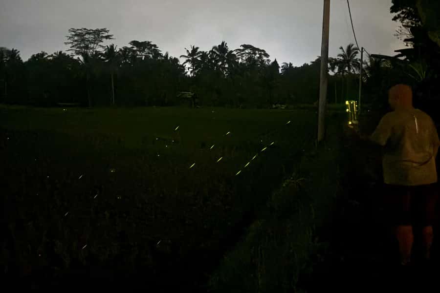Bali: Cultural Ritual, Local Cuisine & Firefly Adventure - The village tour: old compound life and community rhythms
