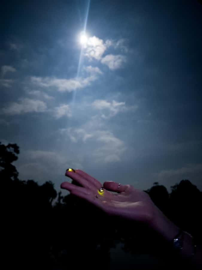 Bali: Cultural Ritual, Local Cuisine & Firefly Adventure - Ubud fireflies tour: the magic depends on silence and patience