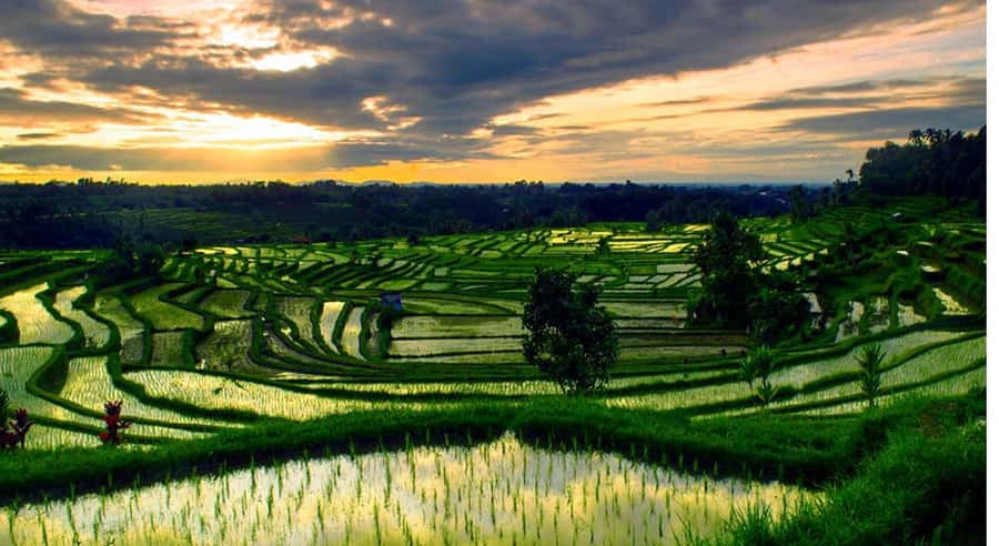 Bali: Customised North Bali Tour With Hotel Transfer - Key highlights to know before you go