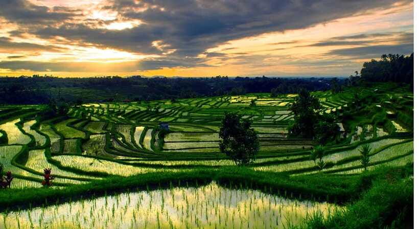 Bali: Customised North Bali Tour With Hotel Transfer - Banjar Hot Spring, a Short Swim Break