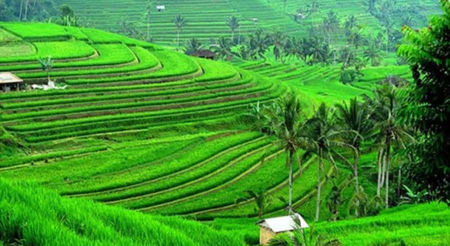 Bali: Customised North Bali Tour With Hotel Transfer - Jatiluwih Rice Terraces UNESCO Walk and Photo Time