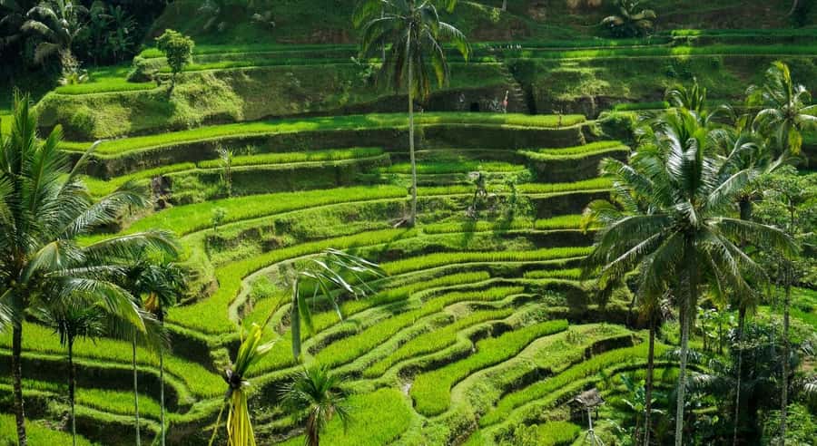 Bali: Customised Ubud Tour with Profesional Tour Guide - Key things I’d plan around