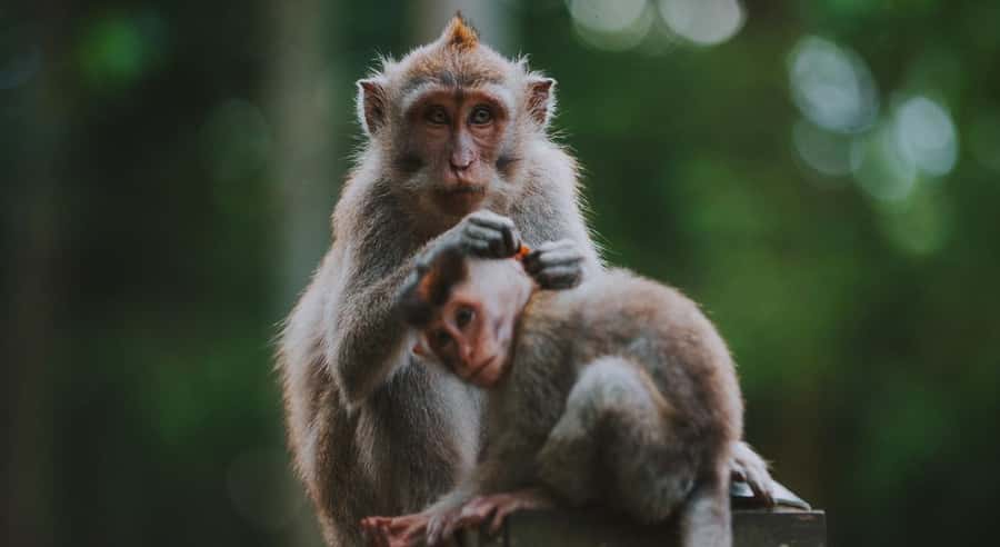 Bali: Customised Ubud Tour with Profesional Tour Guide - Waterfalls Options: Choosing Between Tegenungan, Kanto Lampo, and Tibumana