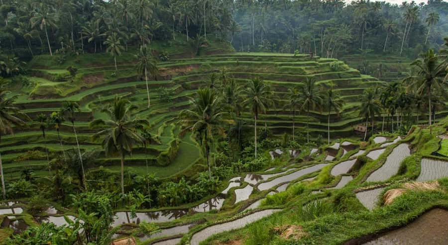 Bali: Customised Ubud Tour with Profesional Tour Guide - Animals and Adventure Add-Ons: Bali Zoo Park and ATV Ride