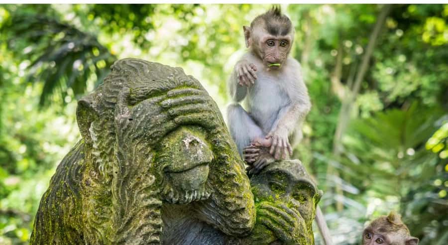 Bali: Customised Ubud Tour with Profesional Tour Guide - What I’d Bring, and the Rules That Keep the Day Smooth