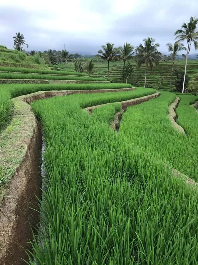Bali : Design Your Customize Trip with Private Driver - Waterfall day planning: choose your 3, then add hidden falls