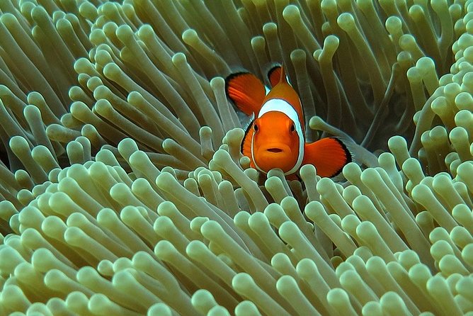 Bali Diving for Beginners: Tulamben Liberty Wreck - Key reasons this Tulamben beginner scuba plan works
