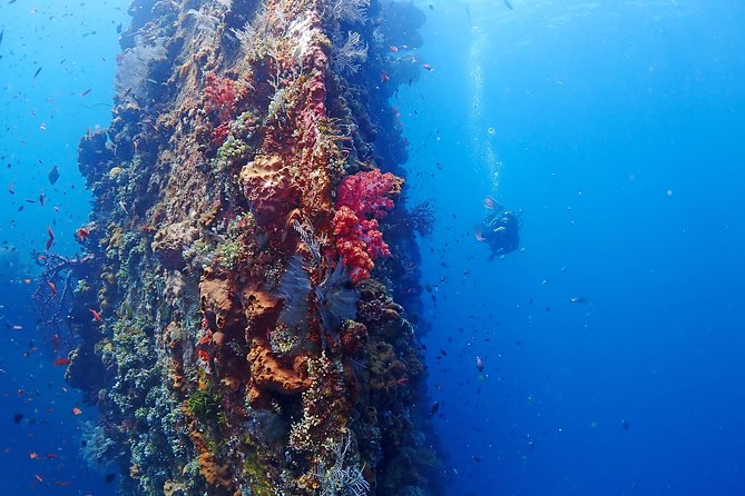 Bali Diving for Beginners: Tulamben Liberty Wreck - Price check: how $89 stacks up for a guided beginner wreck-and-reef day