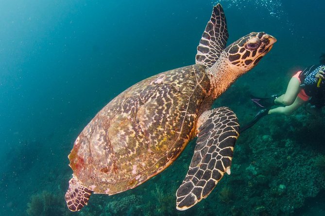 Bali Diving for Beginners: Tulamben Liberty Wreck - Before you go underwater: training, gear, and a calm setup