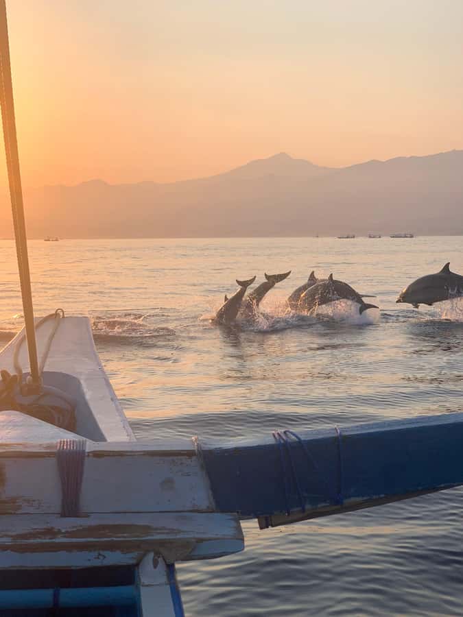 Bali: Dolphin Watching, Snorkeling, and Munduk Day Tour - Sunrise Dolphin Watching Off Lovina Beach, With a Realistic Dolphin-Spotting Plan