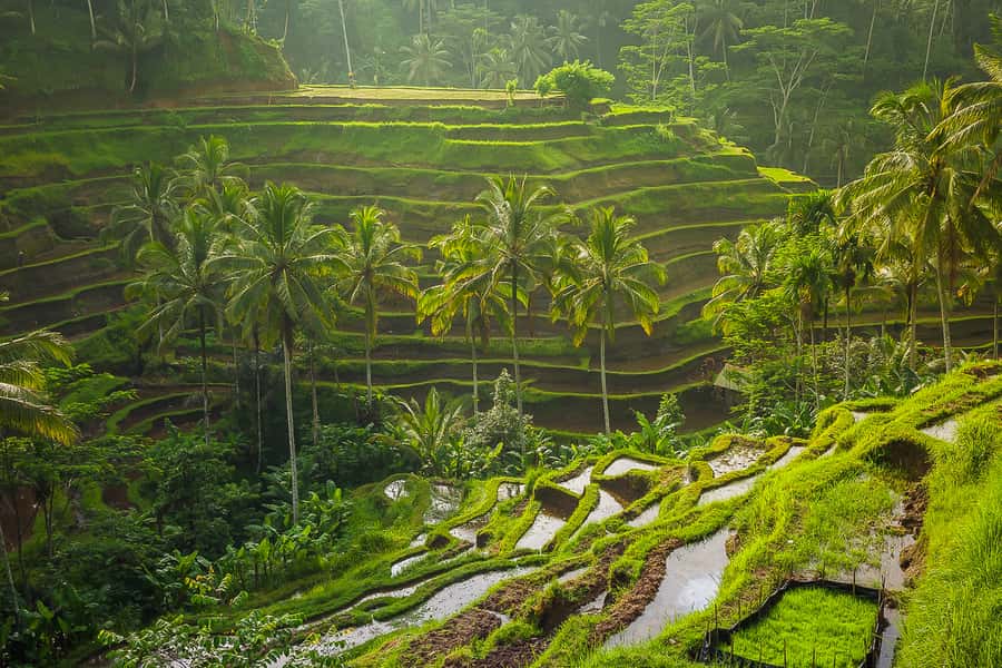 Bali: Full-Day Instagram Highlights Tour - What to bring: the day is photo-focused, but your feet do the real work