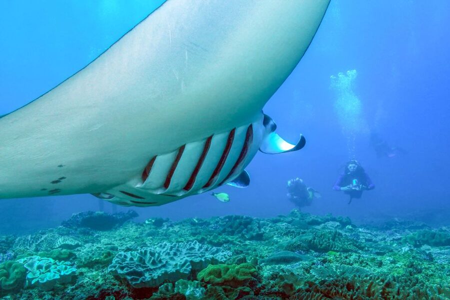 Bali: Full-Day Snorkeling Trip to Nusa Penida & Manta Point - Manta Point drift snorkeling, when to expect rays and when to brace for swell