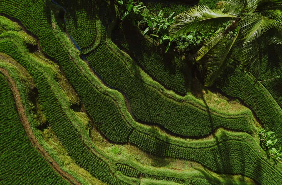 Bali: Griya Taman Beji Waterfall with Optional Ubud Tours - Price and value: what $33 gets you, plus what can add up