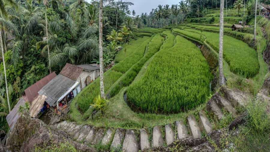 Bali: Gunung Kawi Temple & Pakerisan UNESCO Guided Tour - Down at Gunung Kawi: stone steps, sarong respect, and quiet rules