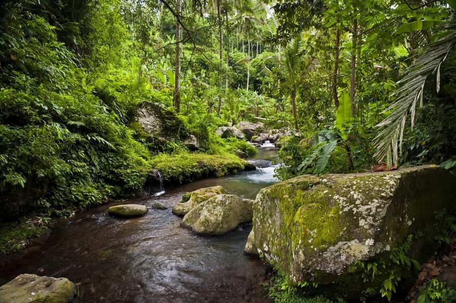 Bali: Gunung Kawi Temple & Pakerisan UNESCO Guided Tour - Pakerisan River Valley walk: UNESCO calm, mossy paths, and spring-fed pools