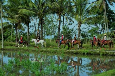 Horse Riding on Pigstone Beach and in the Rice Fields